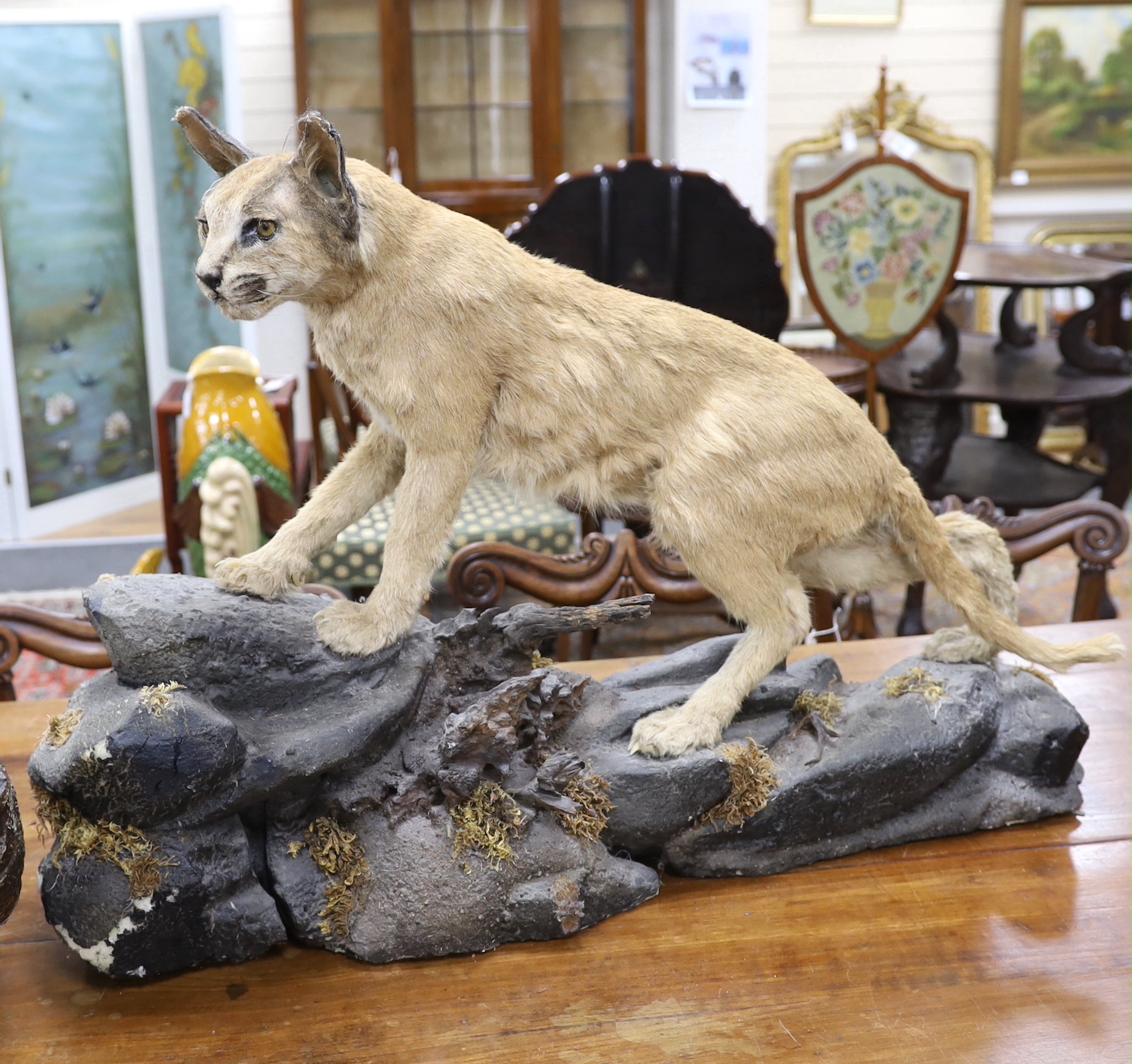 A taxidermy early 20th century Caracal cat on a naturalistic base, approximately 80cm long